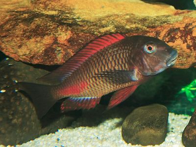 蝴蝶魚觀賞魚（熱帶魚飼養(yǎng)指南） 水族世界 第2張