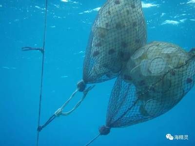 海水觀賞魚捕撈（關(guān)于海水觀賞魚捕撈的一些詳細(xì)信息）