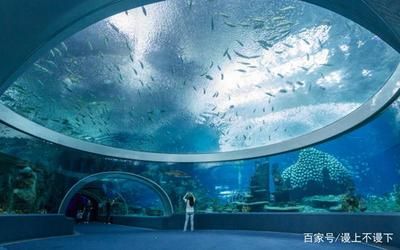 廣州水族館（廣州市多個(gè)水族館門票價(jià)格） 野生地圖魚 第1張