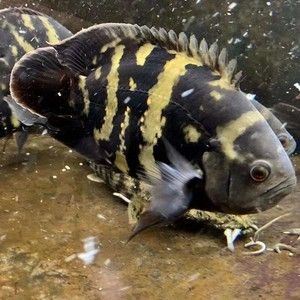 奧圖野生地圖魚（奧圖野生地圖魚的混養(yǎng)注意事項奧圖野生地圖魚的混養(yǎng)） 蘇虎苗（蘇門答臘虎魚苗） 第3張