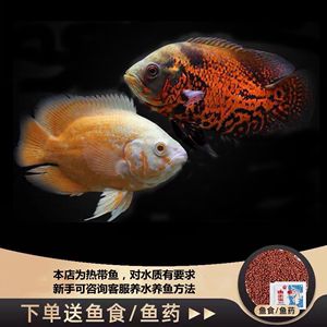 奧圖野生地圖魚（奧圖野生地圖魚的混養(yǎng)注意事項奧圖野生地圖魚的混養(yǎng)） 蘇虎苗（蘇門答臘虎魚苗） 第1張