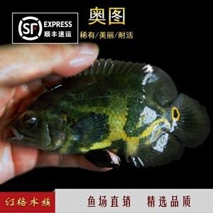 奧圖野生地圖魚（奧圖野生地圖魚的混養(yǎng)注意事項奧圖野生地圖魚的混養(yǎng)） 蘇虎苗（蘇門答臘虎魚苗） 第4張