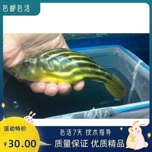 非洲觀賞魚進(jìn)口價格（非洲觀賞魚的進(jìn)口價格） 錦鯉魚 第3張