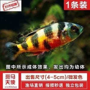 非洲觀賞魚進(jìn)口價格（非洲觀賞魚的進(jìn)口價格） 錦鯉魚 第4張