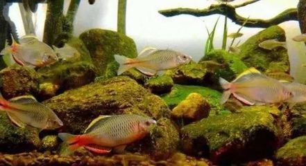 北方有什么原生觀賞魚(yú)種（原生觀賞魚(yú)和發(fā)色的原生觀賞魚(yú)和發(fā)色的區(qū)別是什么） 小型觀賞魚(yú) 第3張