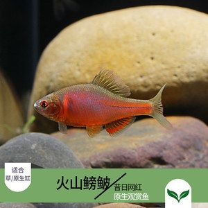 北方有什么原生觀賞魚(yú)種（原生觀賞魚(yú)和發(fā)色的原生觀賞魚(yú)和發(fā)色的區(qū)別是什么） 小型觀賞魚(yú) 第4張