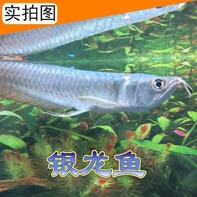 好看的大型淡水觀賞魚品種推薦（根據(jù)搜索結(jié)果推薦的幾種大型淡水觀賞魚品種） 潛水泵 第4張