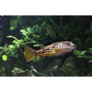 非洲觀賞魚進口（非洲觀賞魚的進口流程） 水族品牌 第1張