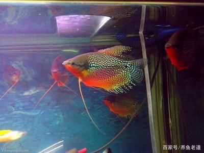 觀賞魚吃魚蟲嗎（觀賞魚可以吃魚蟲的實際情況和實際情況和觀賞魚的選擇） 翡翠鳳凰魚 第1張