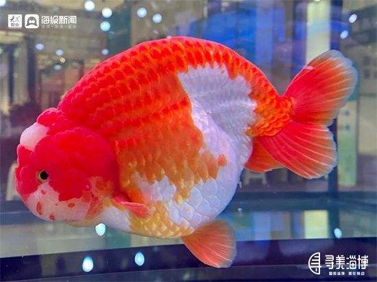 飛藝觀賞魚養(yǎng)殖證件（飛藝觀賞魚養(yǎng)殖場需要辦理什么證件） 檸檬鯽 第4張