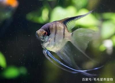 觀賞魚不游動（觀賞魚不愿游動可能由多種原因造成觀賞魚不游動的原因） 女王大帆魚 第2張