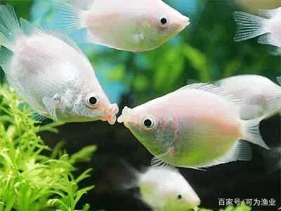 觀賞魚(yú)食用魚(yú)混養(yǎng)方法（混養(yǎng)觀賞魚(yú)和食用魚(yú)的注意事項(xiàng)） 食人魚(yú)（水虎） 第4張