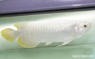 觀賞魚白龍（白龍魚是一種具有極高觀賞價值的魚類）