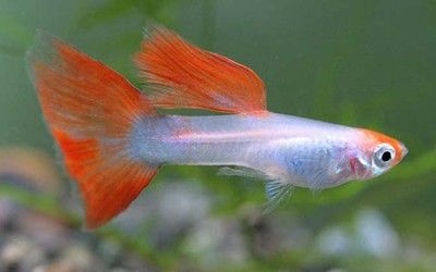 新加坡紅龍魚(yú)視頻大全播放免費(fèi)（新加坡紅龍魚(yú)視頻大全）