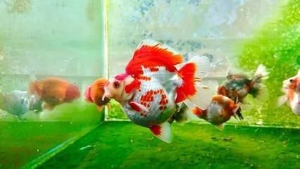 海水觀賞魚(yú)水溫多少（海水觀賞魚(yú)的適宜水溫） 水族雜談 第1張