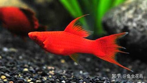 紅色好養(yǎng)的觀賞魚(yú)（紅劍魚(yú)的繁殖技巧） 七紋巨鯉魚(yú) 第1張