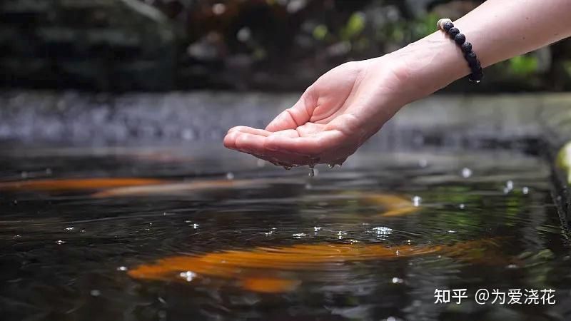 觀賞魚場建設(shè)（建設(shè)一個(gè)成功的觀賞魚養(yǎng)殖場需要做哪些工作） 廣州龍魚批發(fā)市場