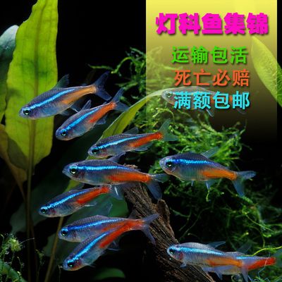 草魚觀賞魚視頻（關(guān)于草魚觀賞魚的視頻） 球鯊魚 第1張