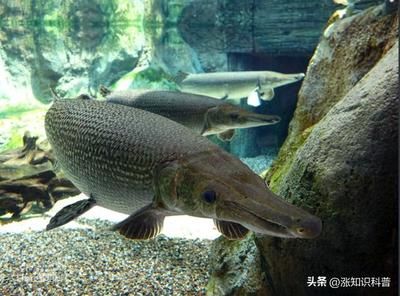 鱷雀鱔魚鱗寶石（鱷雀鱔是什么？） 女王大帆魚苗 第4張