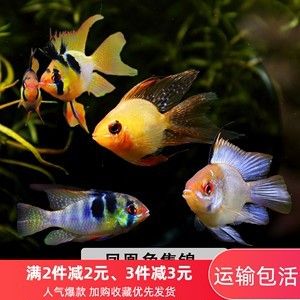 觀賞魚種類小型淡水魚有哪些（小型淡水觀賞魚的起源與演變） 斑馬狗頭魚 第4張