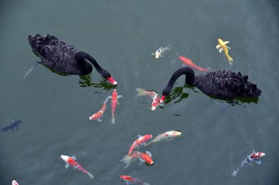 公園的觀賞魚可以吃嗎（公園中的觀賞魚不要捕撈或食用觀賞魚） 銀古魚苗 第3張