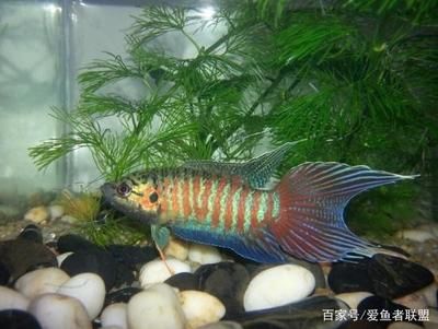 斗魚是熱帶魚還是冷水魚（斗魚是熱帶魚還是冷水魚的飼養(yǎng)技巧斗魚的飼養(yǎng)技巧） 觀賞魚魚苗 第1張