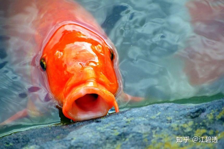 斗魚(yú)是熱帶魚(yú)還是冷水魚(yú)（斗魚(yú)是熱帶魚(yú)還是冷水魚(yú)的飼養(yǎng)技巧斗魚(yú)的飼養(yǎng)技巧）