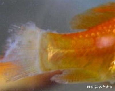 觀賞魚的病癥及預防（觀賞魚疾病的診斷和預防） 黑桃A魚 第3張