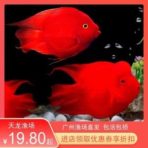 紅色的觀賞魚可以吃嗎（紅色的觀賞魚是否可以食用？）