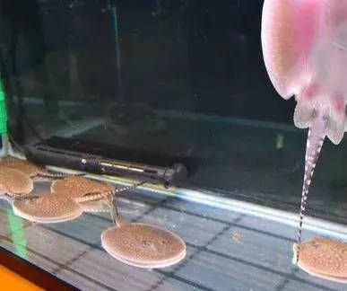 觀賞魚能放食用鹽嗎（鹽在水族中的神秘作用） 銀古魚苗 第4張