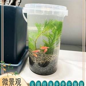 觀賞魚小型淡水好養(yǎng)冷水（冷水觀賞魚有哪些品種？） 飛鳳魚 第4張