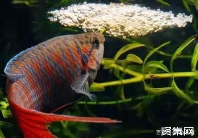 觀賞魚專家在線咨詢（智能水族箱的技術(shù)革新）