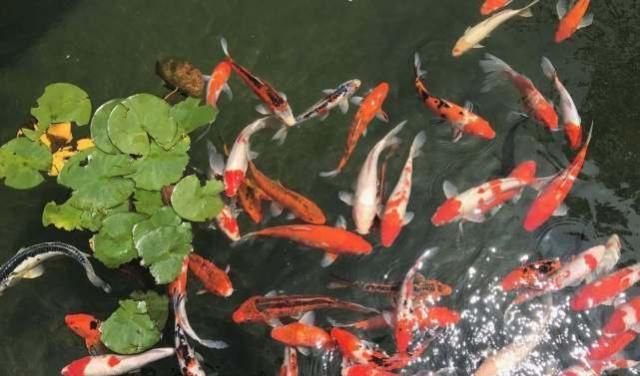 觀賞魚專家在線咨詢（智能水族箱的技術(shù)革新） 元寶鳳凰魚 第4張