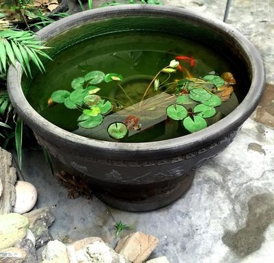 大金魚缸養(yǎng)什么蓮花好看（在大金魚缸中養(yǎng)蓮花需要注意哪些品種適合在金魚缸中種植且外觀美觀） 水族品牌 第3張