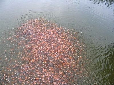 觀賞魚(yú)病害防治中心（北京首家免費(fèi)“觀賞魚(yú)魚(yú)病生態(tài)防治策略生態(tài)防治策略”） 元寶鯽 第3張