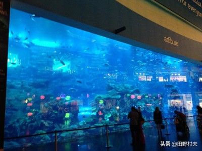 戶外魚池可以養(yǎng)什么觀賞魚（戶外魚池養(yǎng)什么觀賞魚好） 刀魚魚 第3張