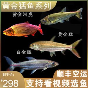 哥倫比亞巨暴魚（哥倫比亞巨暴魚與其他大型熱帶魚的區(qū)別）