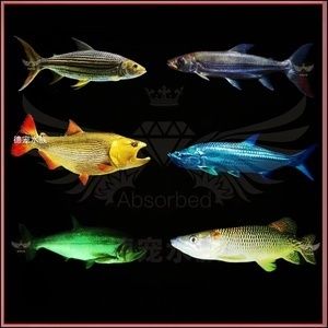 哥倫比亞巨暴魚（哥倫比亞巨暴魚與其他大型熱帶魚的區(qū)別）