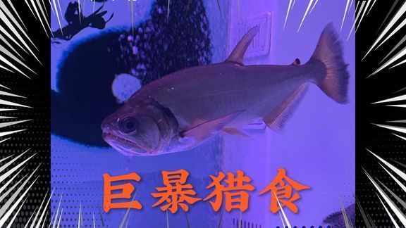 哥倫比亞巨暴魚（哥倫比亞巨暴魚與其他大型熱帶魚的區(qū)別） 海水魚 第4張