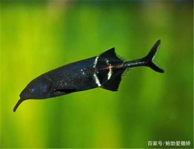 非洲圓頭象鼻魚（關于非洲圓頭象鼻魚的介紹） 九鼎魚缸 第4張