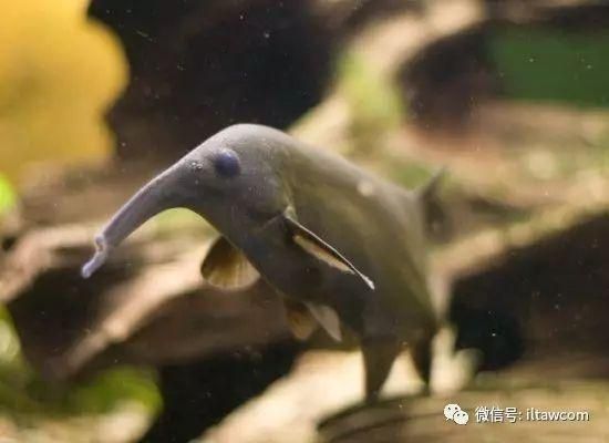 非洲圓頭象鼻魚（關于非洲圓頭象鼻魚的介紹） 九鼎魚缸 第3張