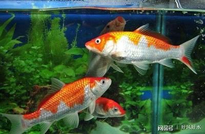 公司風(fēng)水魚養(yǎng)幾條最好（公司風(fēng)水魚養(yǎng)幾條最好的建議）