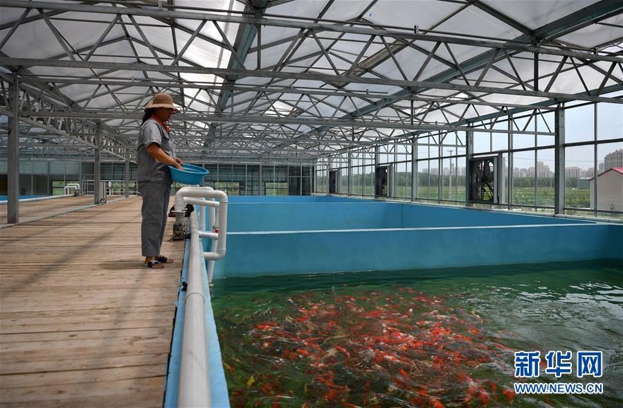 花卉觀賞魚市場怎么樣賺錢嗎現(xiàn)在賣多少錢（關于花卉觀賞魚市場投資的問題） 銀古魚苗 第3張