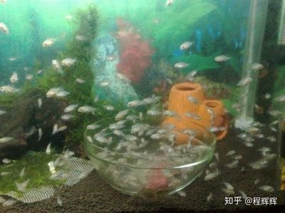 皇冠魚適合多少度水溫（皇冠魚的飼養(yǎng)指南） 虎紋銀版魚 第2張