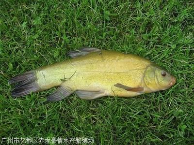 黑魚 觀賞魚（黑魚的養(yǎng)護技巧） 銀古魚苗 第4張