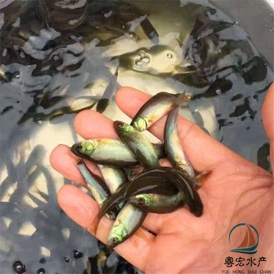 黑魚 觀賞魚（黑魚的養(yǎng)護技巧） 銀古魚苗 第3張