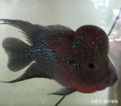 觀賞魚羅漢的簡(jiǎn)介（羅漢魚的飼養(yǎng)技巧） 海水魚（海水魚批發(fā)） 第1張