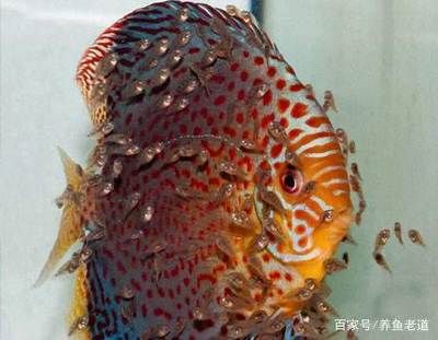 觀賞魚大魚品種有哪些（觀賞魚的種類及種類）