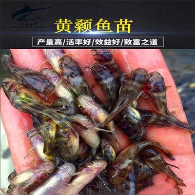 淡水觀賞魚養(yǎng)殖技術(shù)（《淡水觀賞魚標(biāo)準(zhǔn)化生態(tài)養(yǎng)殖技術(shù)》） 玫瑰銀版魚 第3張