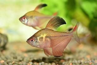 觀賞魚的價(jià)錢高（觀賞魚養(yǎng)殖技術(shù)觀賞魚的價(jià)格在10元/30元一條） 球鯊魚 第1張